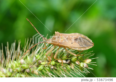 ホシハラビロヘリカメムシとエノコログサ 53673496