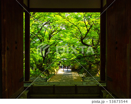 常寂光寺の仁王門と青モミジ 常寂光寺の仁王門と青モミジ 53673544