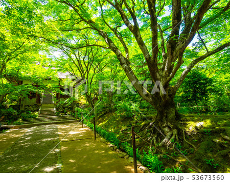 常寂光寺の境内 53673560