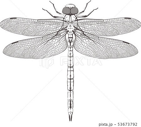 large symmetrical dragonfly large symmetrical dragonfly 53673792