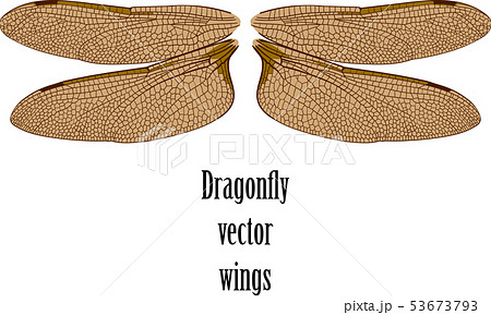 The Dragonfly Wingsのイラスト素材