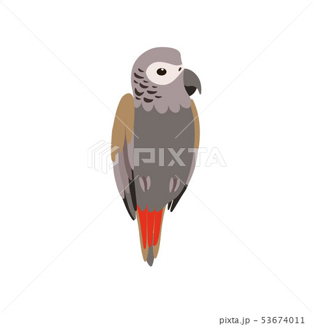 African Grey Parrot Bird, Cute Birdie Home Pet Vector Illustration 53674011