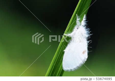 モンシロドクガ 53674095