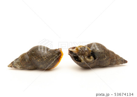 イソニナ イソニナ 53674134