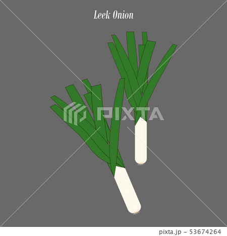 Leek onion illustration 53674264