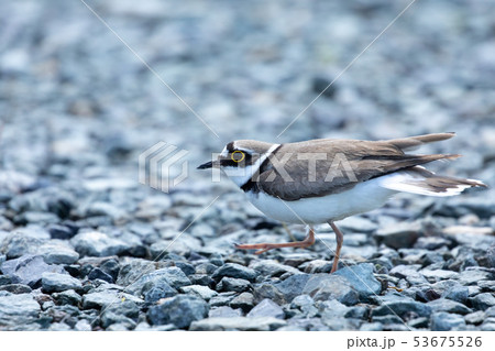 砂利を歩くコチドリ 砂利を歩くコチドリ 53675526