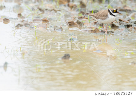 水溜まりを歩くコチドリ 水溜まりを歩くコチドリ 53675527