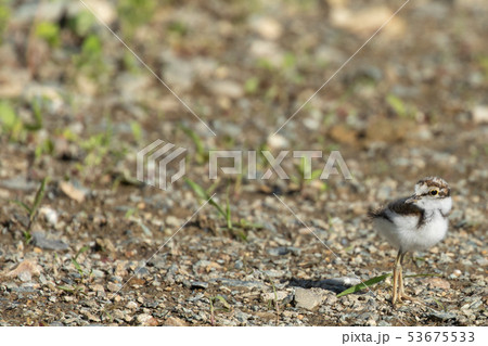 砂利の上を歩くコチドリの雛 砂利の上を歩くコチドリの雛 53675533