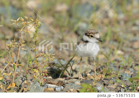 砂利の上を歩くコチドリの雛 53675535