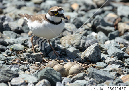 コチドリと卵 53675677