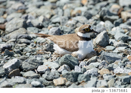 抱卵するコチドリ 抱卵するコチドリ 53675681
