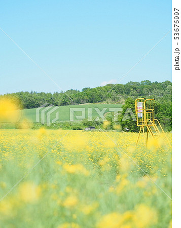 北海道の風景 安平町の菜の花畑の写真素材