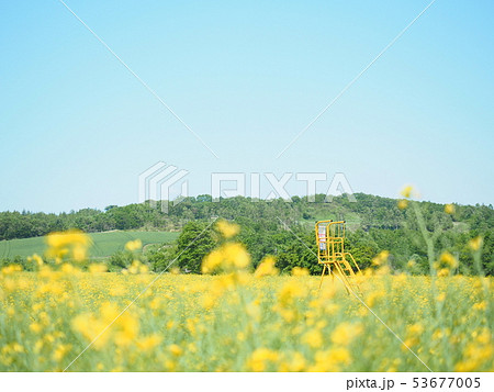 北海道の風景 菜の花畑 53677005