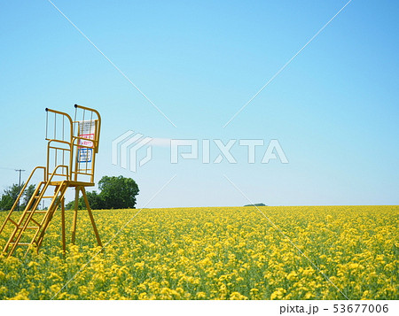北海道の風景 安平町の菜の花畑 53677006