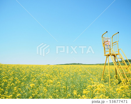北海道の風景 安平町の菜の花 53677471