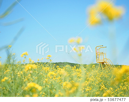 北海道の風景 安平町の菜の花畑 北海道の風景 安平町の菜の花畑 53677477