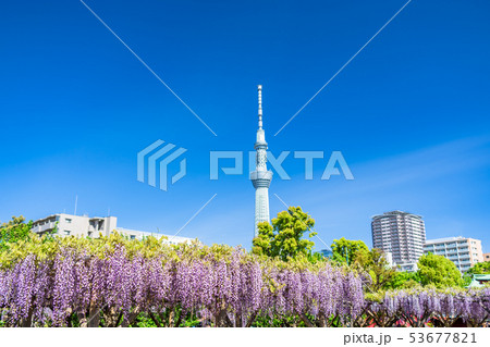 東京 亀戸天神の藤 東京 亀戸天神の藤 53677821