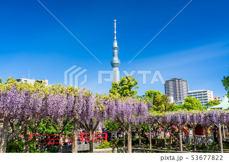 東京　亀戸天神の藤 53677822