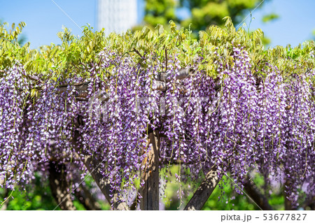 東京　亀戸天神の藤 53677827