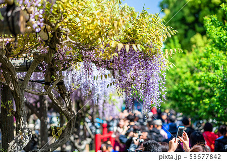 東京　亀戸天神の藤 53677842