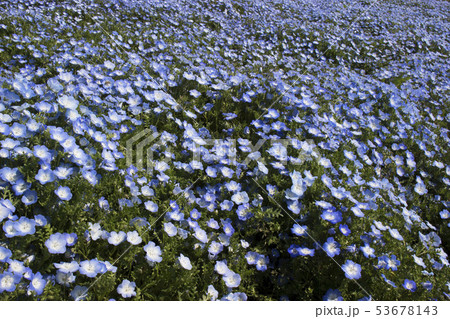 ■□ ネモフィラ □■ 山梨県 山中湖 花の都公園 53678143