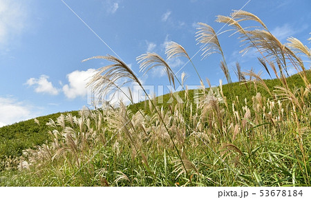 ススキ すすき ススキ すすき 53678184