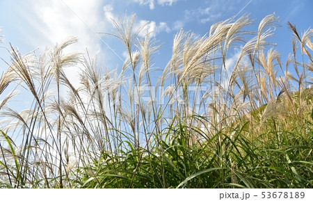 ススキ すすき ススキ すすき 53678189
