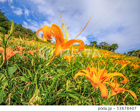 ニッコウキスゲ キスゲ デイリリー 53678407