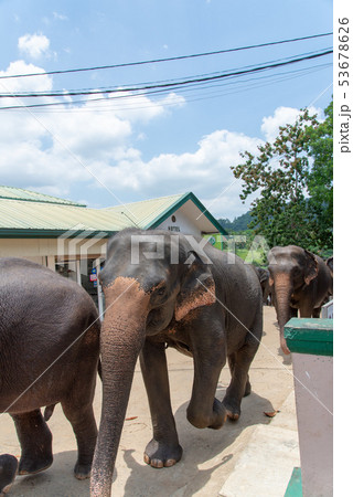 スリランカ　ゾウ２ 53678626