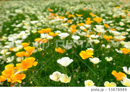 長瀞花の里　ハナビシソウ 53678989