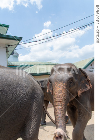 スリランカ４０ 53679668