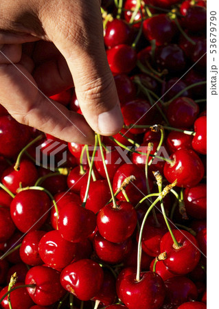 man picking some freshly collected cherries 53679790