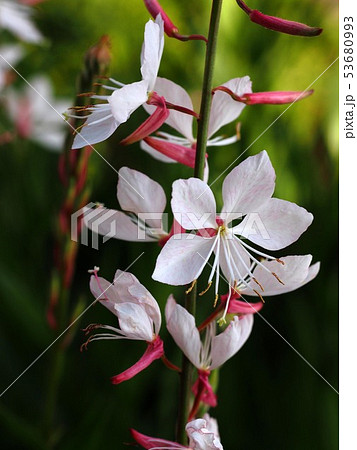 ガウラ 山桃草 の花のクローズアップの写真素材