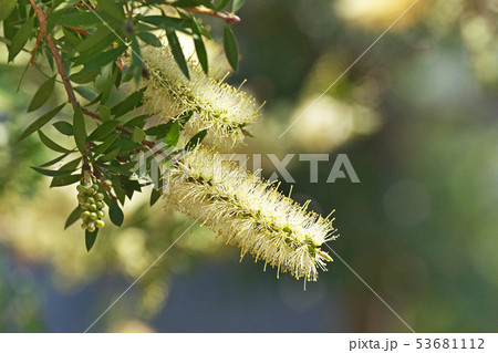 白いブラシノキの花 白いブラシノキの花 53681112