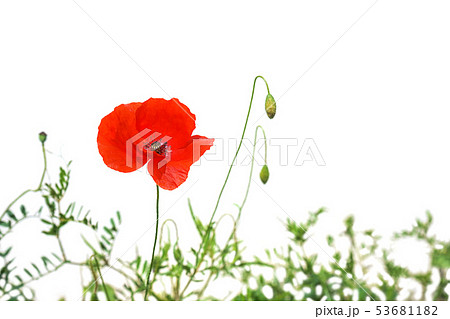 Poppy flowers or papaver poppy on sunny light, isolated on white background. Poppy flowers or papaver poppy on sunny light, isolated on white background. 53681182