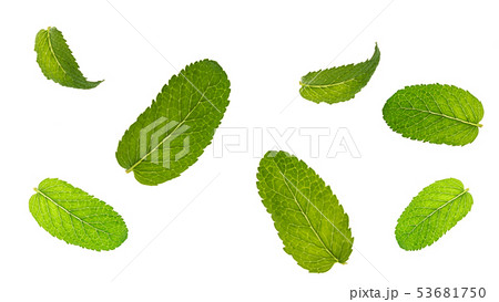 Fresh mint leaves pattern isolated on white background. 53681750