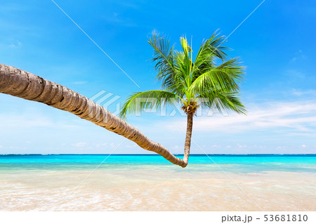 Coconut palm trees and blue sky and sea 53681810
