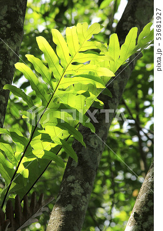 Fern on the tree trunk 53681927