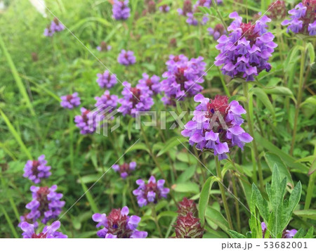 ウツボグサ 53682001