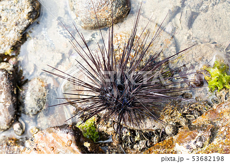 ガンガゼ ガンガゼ 53682198