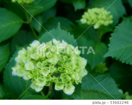 咲き始めた紫陽花 咲き始めた紫陽花 53682246