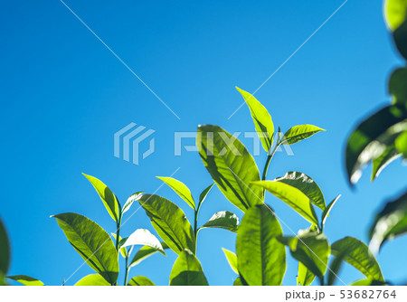 Green tea, tea tree, tea leaves, Assam tea, fresh  53682764