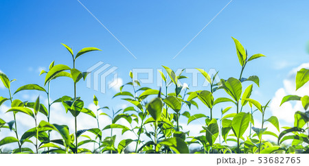 Green tea, tea tree, tea leaves, Assam tea, fresh  53682765