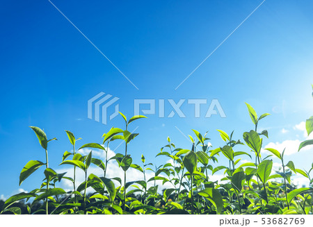 Green tea, tea tree, tea leaves, Assam tea, fresh Green tea, tea tree, tea leaves, Assam tea, fresh 53682769
