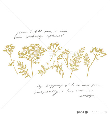 Tansy or daisy flower. Botanical illustration. Good for cosmetics, medicine, treating, aromatherapy 53682920