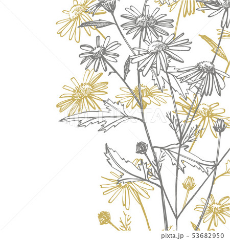 Chamomile or daisy flower. Botanical illustration. Good for cosmetics, medicine, treating 53682950