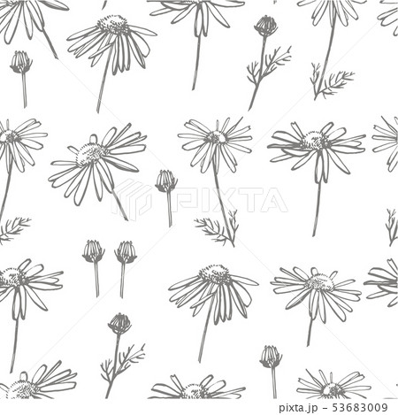 Chamomile or daisy flower. Botanical illustration. Good for cosmetics, medicine, treating 53683009