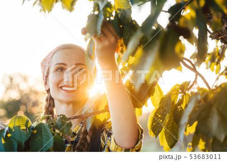 Beautiful farmer woman harvesting cherries from a tree 53683011