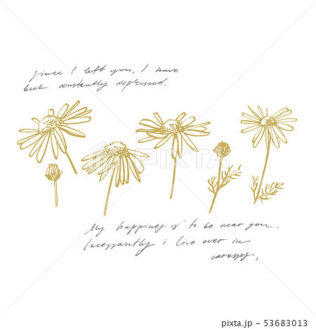 Chamomile or daisy flower. Botanical illustration. Good for cosmetics, medicine, treating 53683013