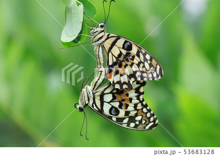 蝶 チョウ 蝴蝶 53683128